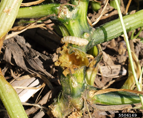 image of damage done to squash plant