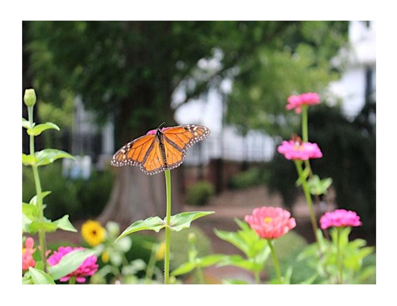 orange butterfly sitting on a flower with other pink buds around, big tree in background