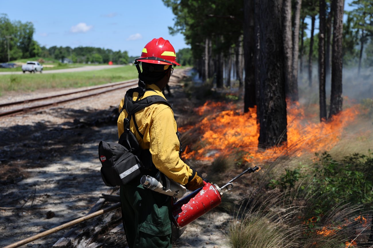 A wildland firefighter stands with their back to the camera, wearing a yellow Nomex shirt, green tactical pants, a red hard hat, and a gear pack. They are holding a red drip torch and managing a controlled burn along a line of pine trees. Low orange flames consume the underbrush and grasses next to a set of railroad tracks, under a clear blue sky.