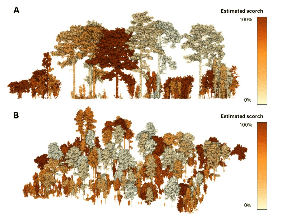 Two 3D digital renderings (labeled A and B) show a forest canopy generated from LiDAR data. The trees are color-coded based on an "Estimated scorch" scale, ranging from pale cream (0%) to deep reddish-brown (100%). Top image A shows a side profile of individual tall pines and understory brush, while bottom image B shows a dense, three-dimensional bird's-eye view of the forest stand, highlighting the varying levels of heat impact across the canopy.