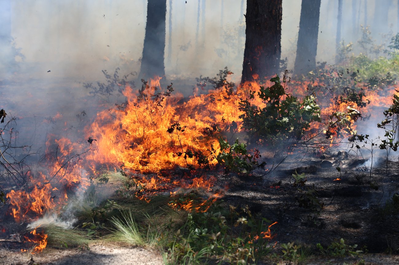 A ground-level view of a prescribed fire moving through a pine forest understory. Low, vibrant orange flames flicker through green shrubs and dry grasses at the base of several large, dark tree trunks. Patches of blackened, charred earth are visible in the foreground where the fire has already passed, and a light haze of white smoke drifts
through the sunlit woods in the background.