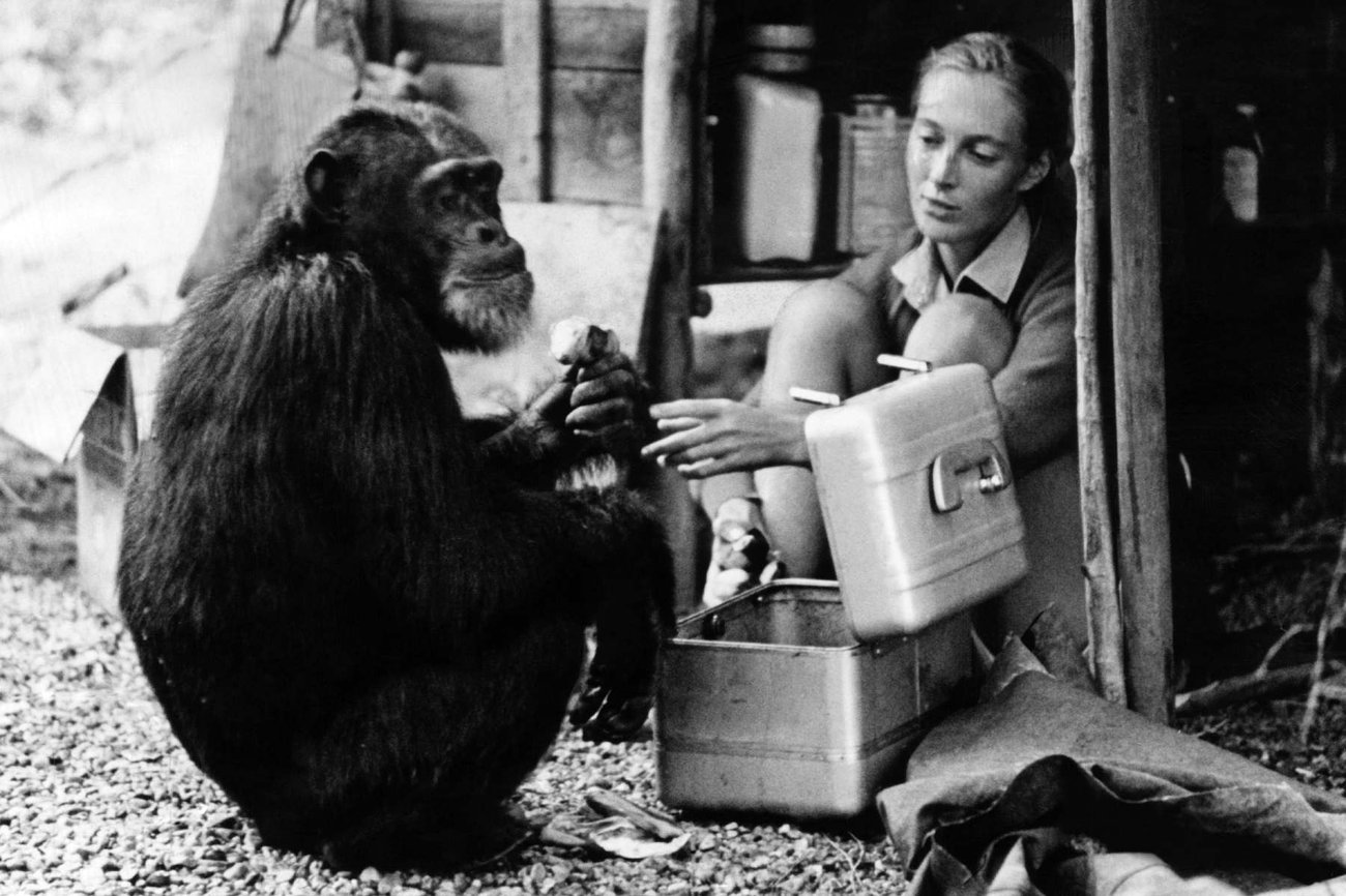 A black and white photo of primatologist Jane Goodall interacting with a chimpanzee.