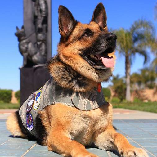 German Shepard lying down