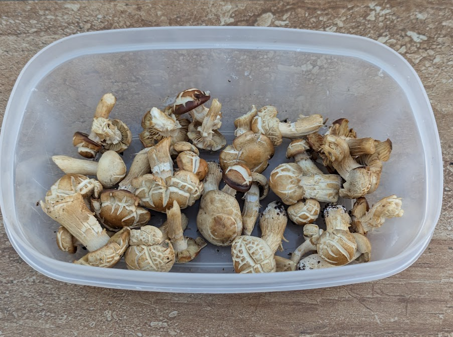 Photo of Mushrooms