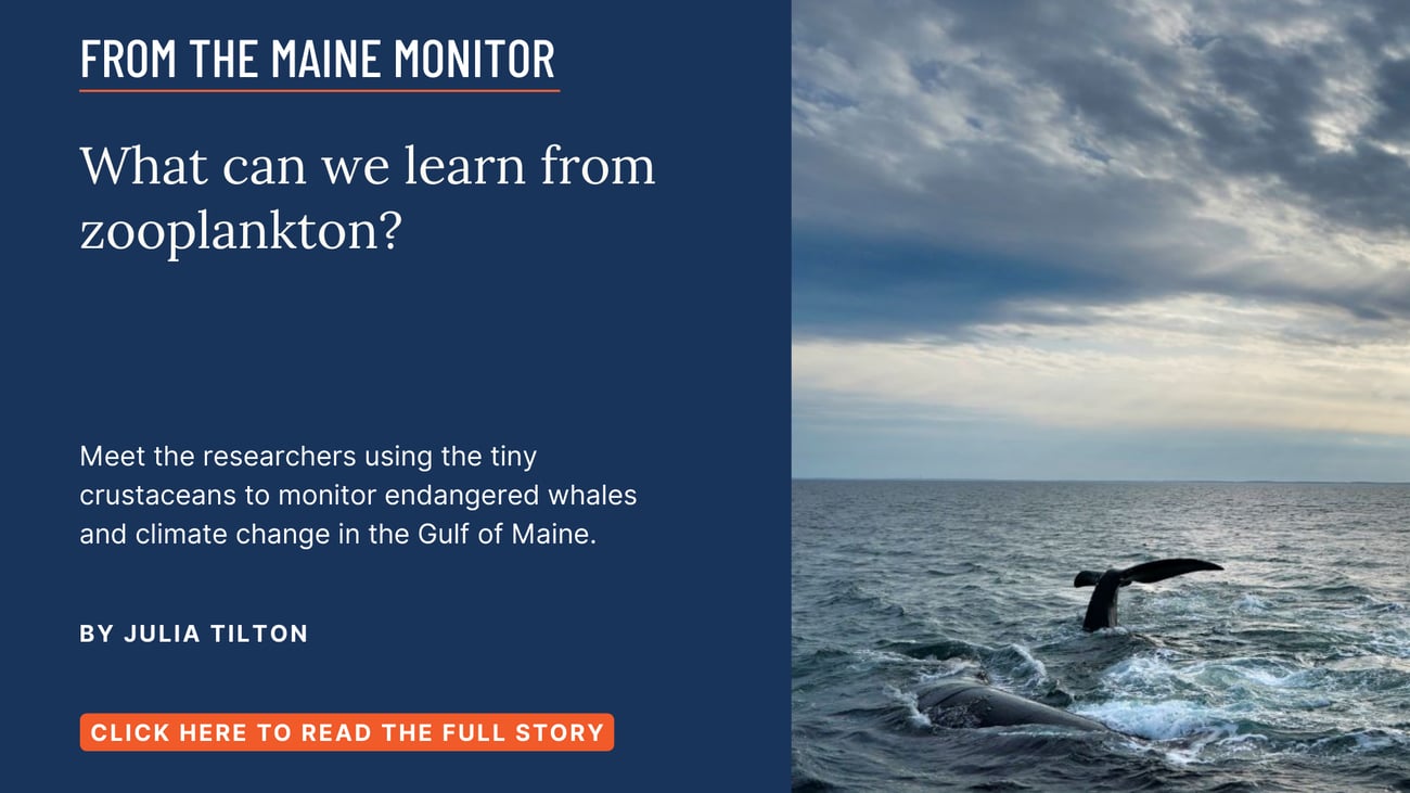 What can we learn from zooplankton? Meet the researchers using the tiny crustaceans to monitor endangered whales and climate change in the Gulf of Maine. Read this story by Julia Tilton.