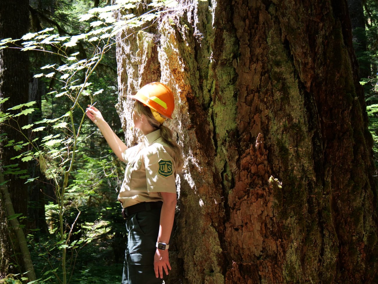 Forest service worker in orange hard hat and uniform stands in front of a very large tree within a forest, pointing out a nearby plant. 
