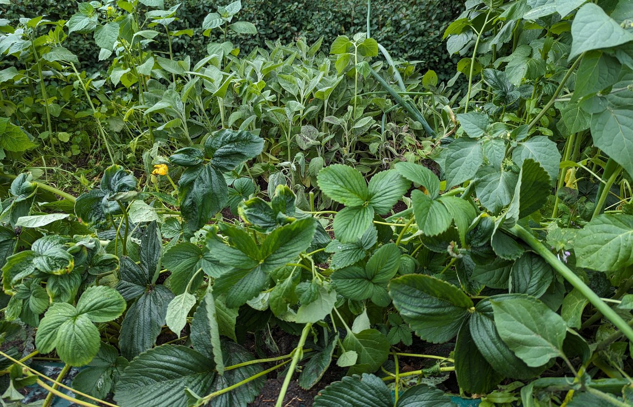 Foto, auf dem Pflanzen in einem Beet zu sehen sind.