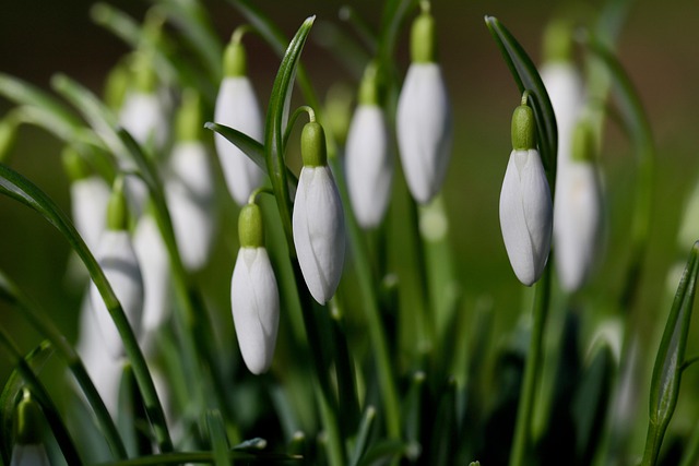 Foto von Schneeglöckchen. Foto von Schneeglöckchen.