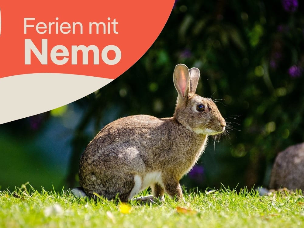 Foto eines Hasens, der auf einer Wiese sitzt..