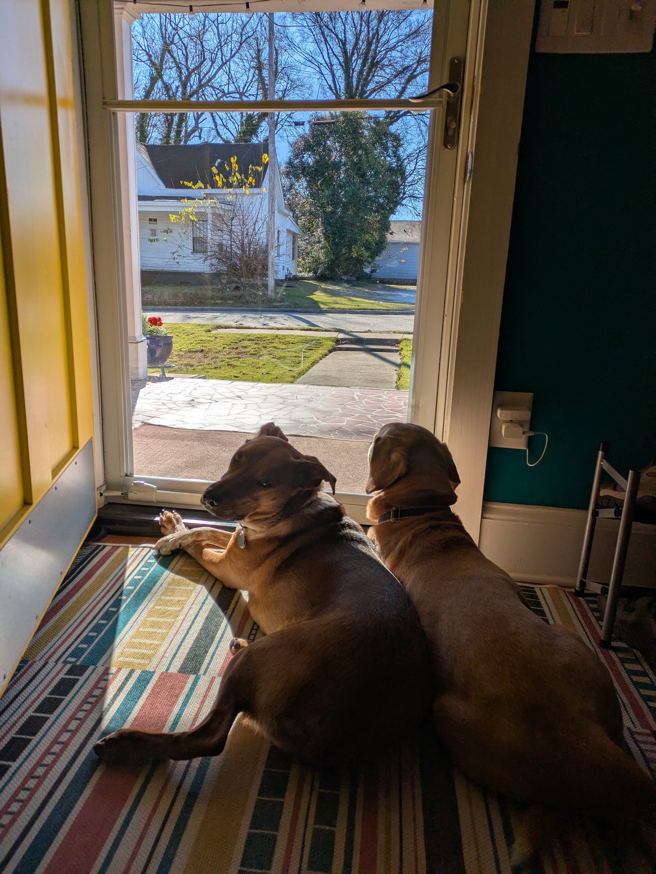 Two dogs lying side by side by a front door, looking out at a sunny neighborhood street.