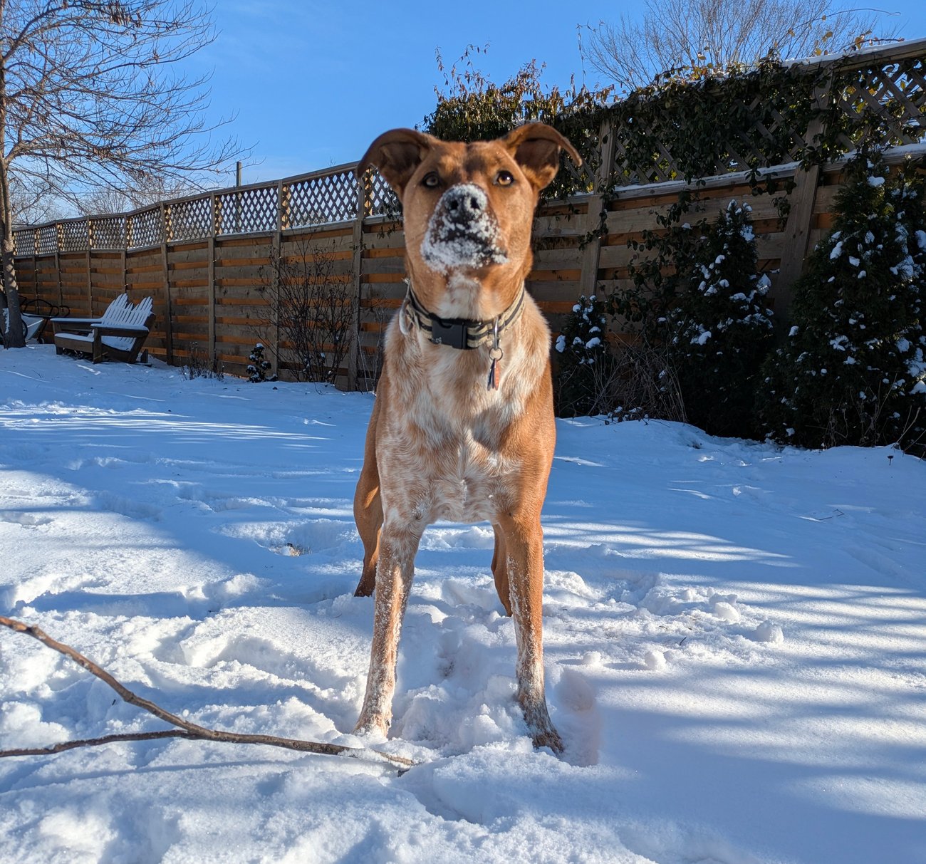 Brown dog standing alert in fresh snow in a backyard on a sunny winter day.