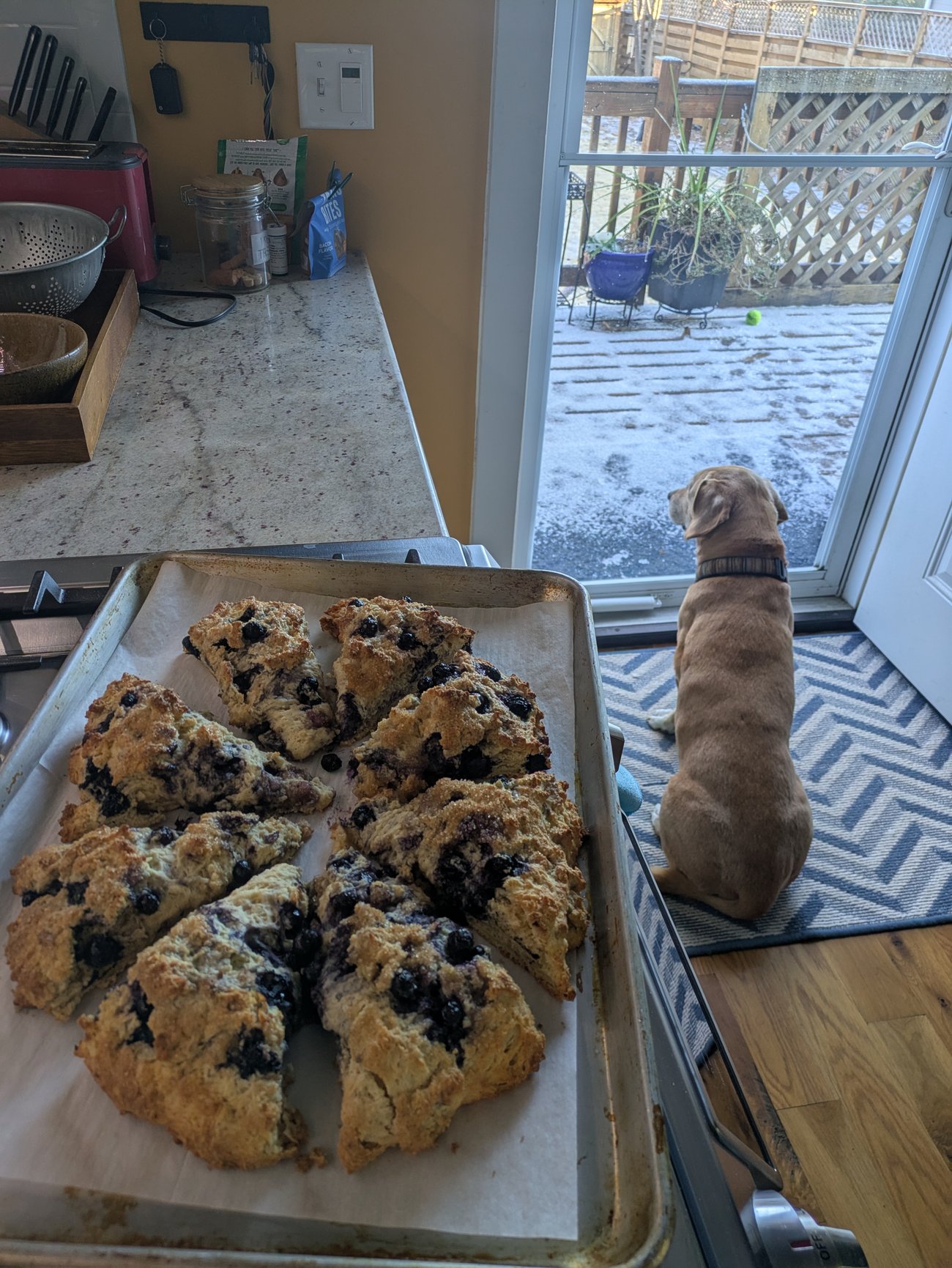 Freshly baked blueberry scones on a baking sheet in a kitchen, with a dog sitting by a glass door looking out at a snowy deck.