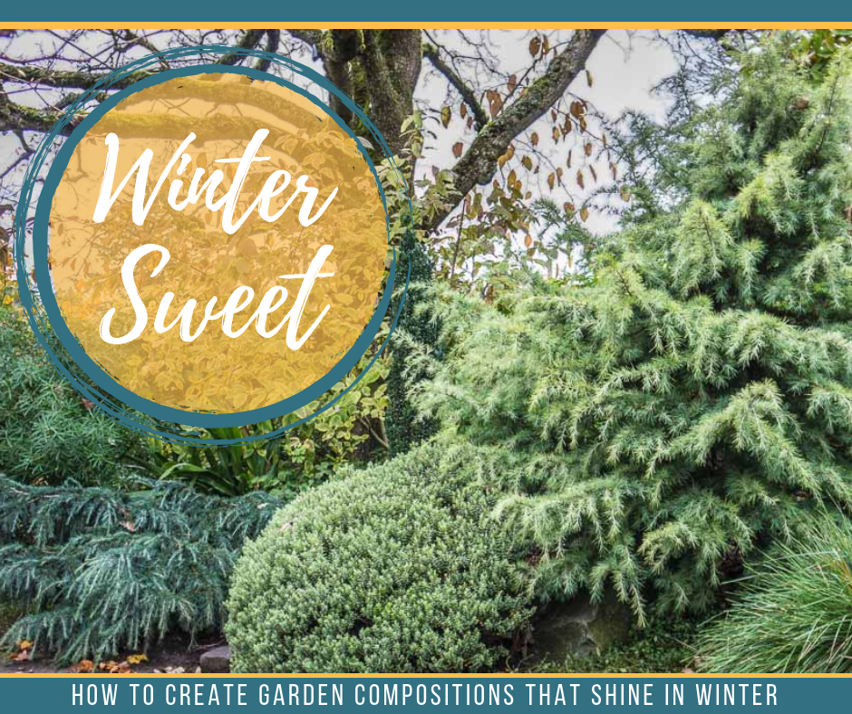 How to Create Plant Compositions That Shine in Winter