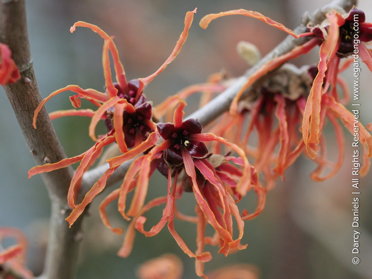 Witch Hazel - Hamamelis 'Jelena'