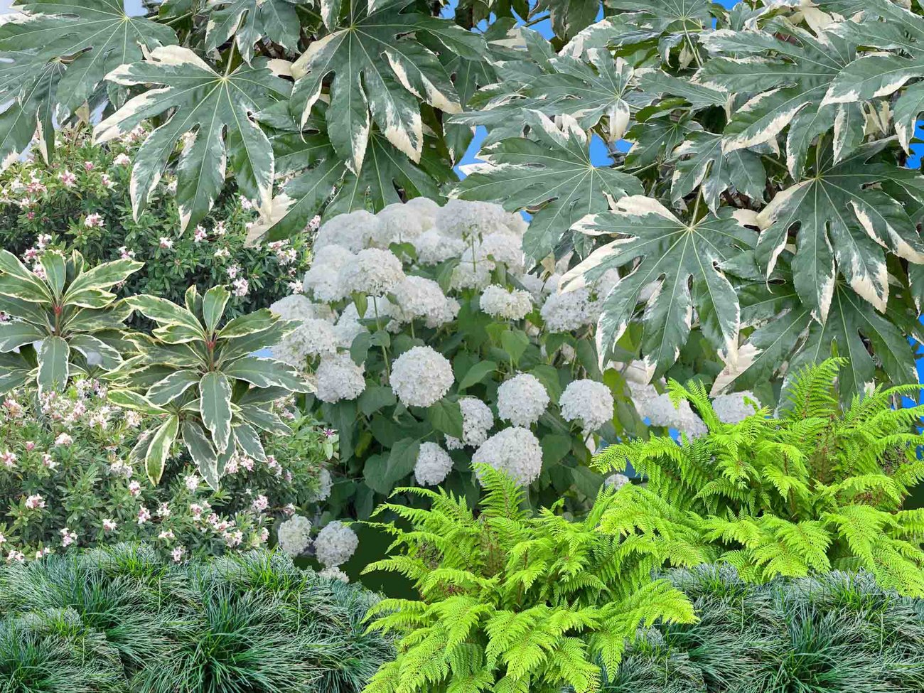Enjoy Year-Round Beauty From 4 Season Foliage and Spring to Fall Flowers