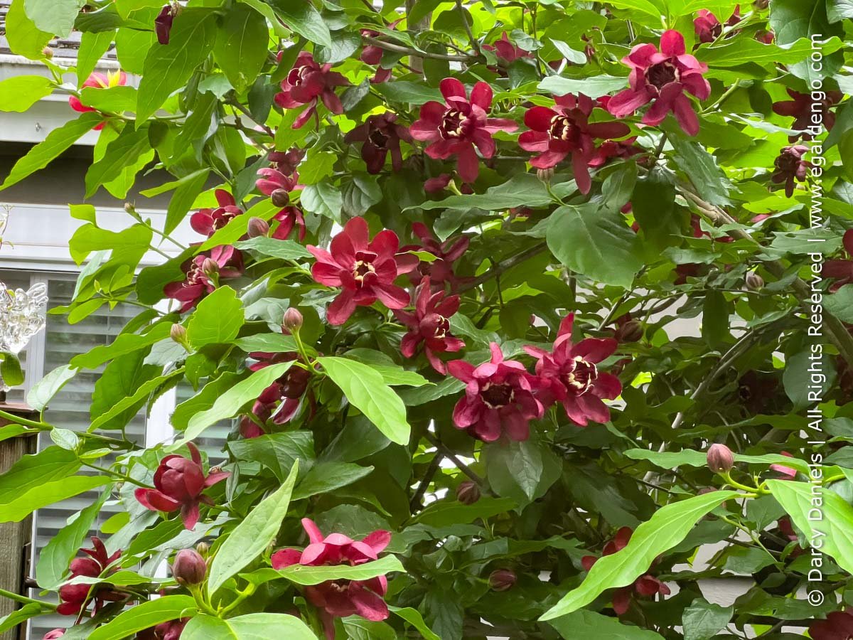 Plant Combo for Sun with Fab Foliage and Summer Flowers