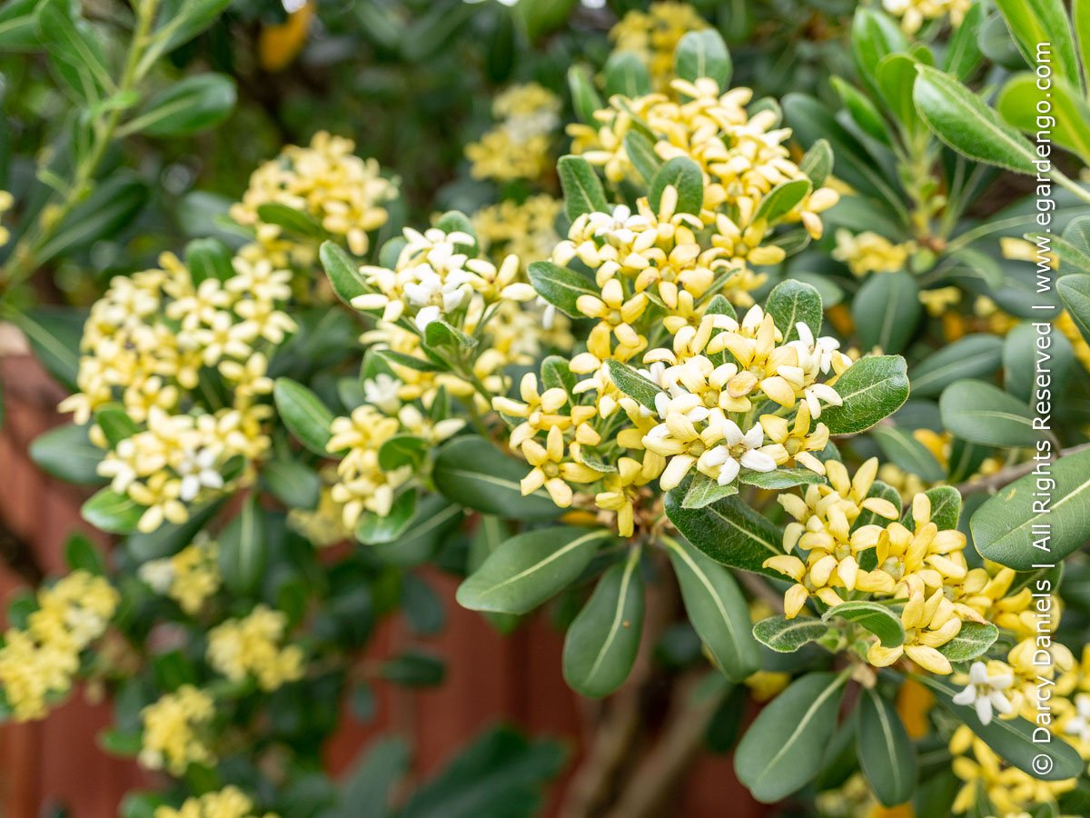 Enjoy Year-Round Beauty From 4 Season Foliage and Spring to Fall Flowers