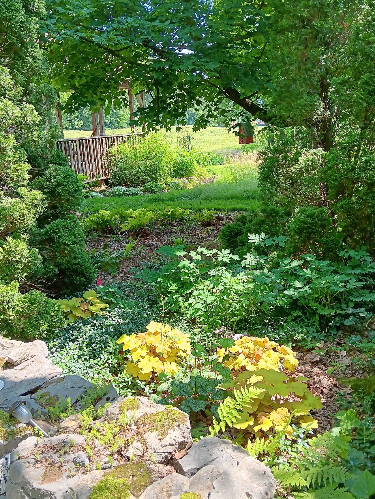A garden beneath a tree. A garden beneath a tree.