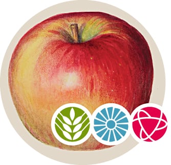 A hand-drawn artistic rendition of a red apple. 