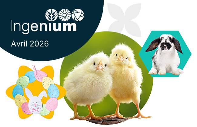 Deux poussins jaunes tout doux, serrés l'un contre l'autre, sur un fond vert naturel. Un lapin noir et blanc se trouve à droite des poussins. Une couronne de Pâques est placée à gauche.