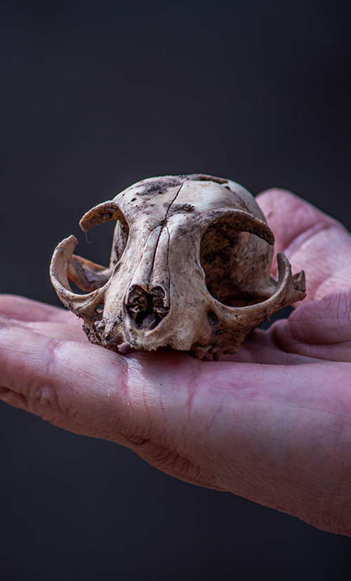 kids hand holding a animal skull