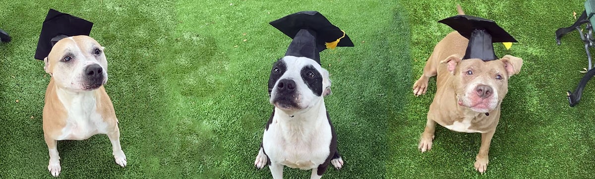Dogs in graduation caps