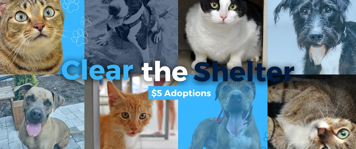 Photos of various dogs and cats with text "clear the Shelter $5 Adoptions"