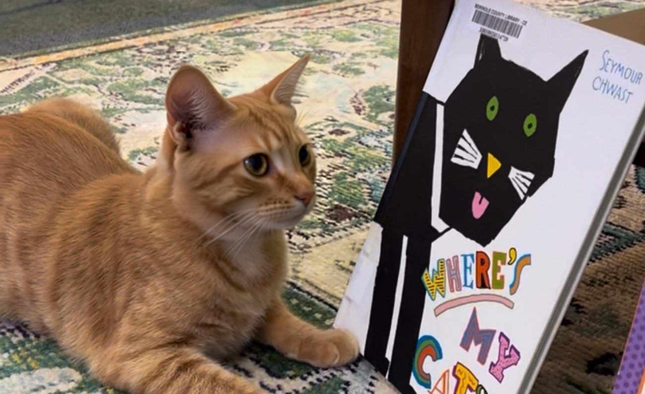cat next to a stack of books cat next to a stack of books