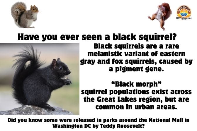 The black morph population in Marysville, Kansas, were supposedly released into the area by accident. Reportedly the black morphs were brought to Marysville during the 1920s as a part of an exhibit for a circus, but were accidentally released after a child opened the cage holding the black morphs.