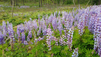 a field of lupines a field of lupines