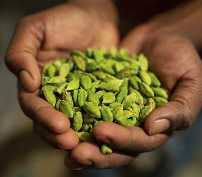 hands holding cardamom