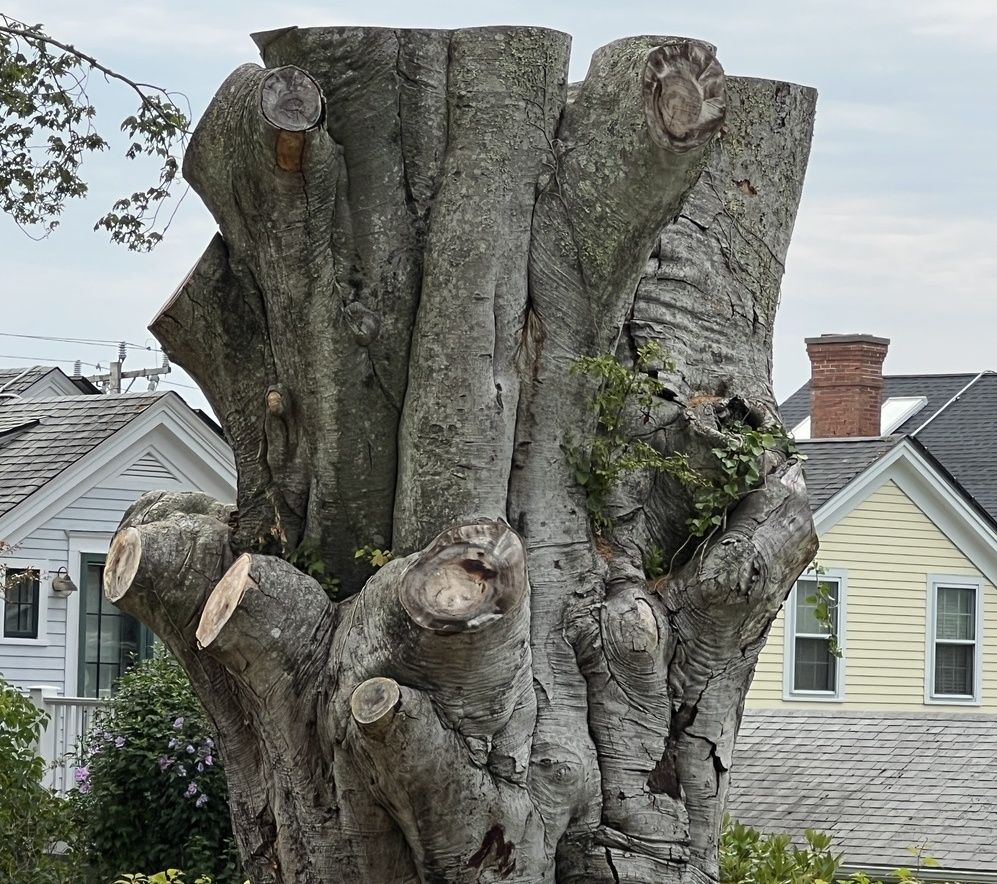 a massive tree stump