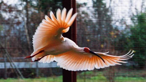 crested Ibis flying