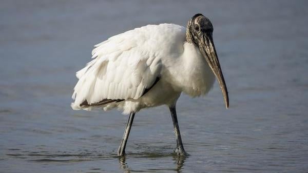 wood stork wood stork