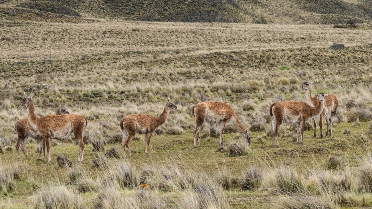Guanacos in Patagonia National Park