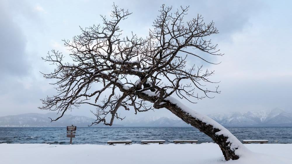 Leaning into winter image