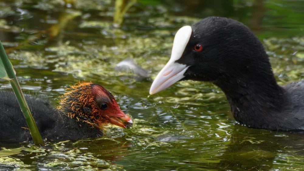 A coot chick with her mom