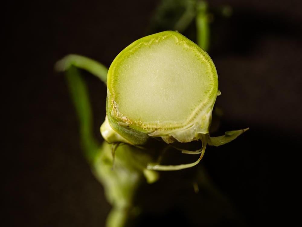 From Top to Bottom: Broccoli