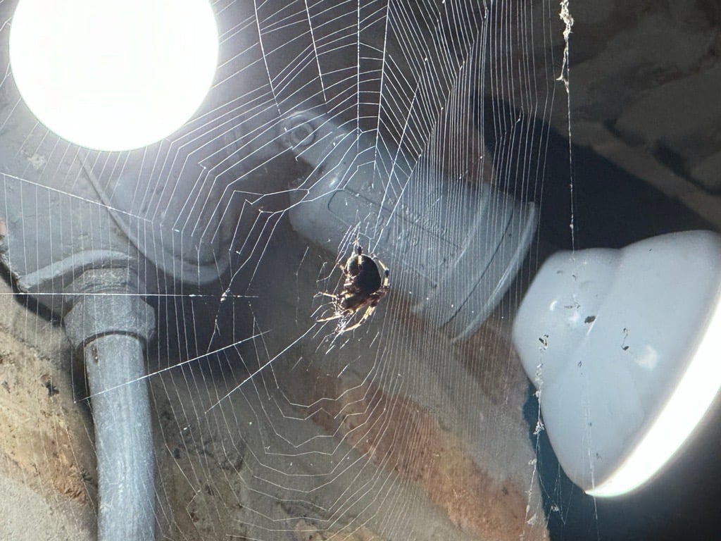 An Orb Weaver Spider (Credit: Patty Wetli | WTTW News)