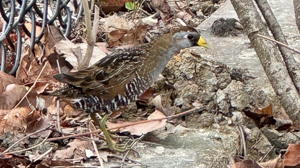 An elusive Sora, with its tell-tale “candy corn” beak. Credit: Patty Wetli An elusive Sora, with its tell-tale “candy corn” beak. Credit: Patty Wetli