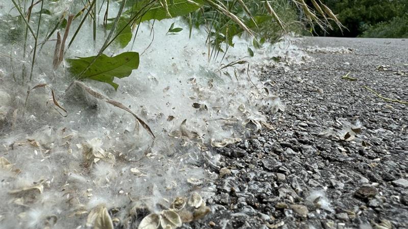 Cottonwood drift. (Patty Wetli / WTTW News) Cottonwood drift. (Patty Wetli / WTTW News)