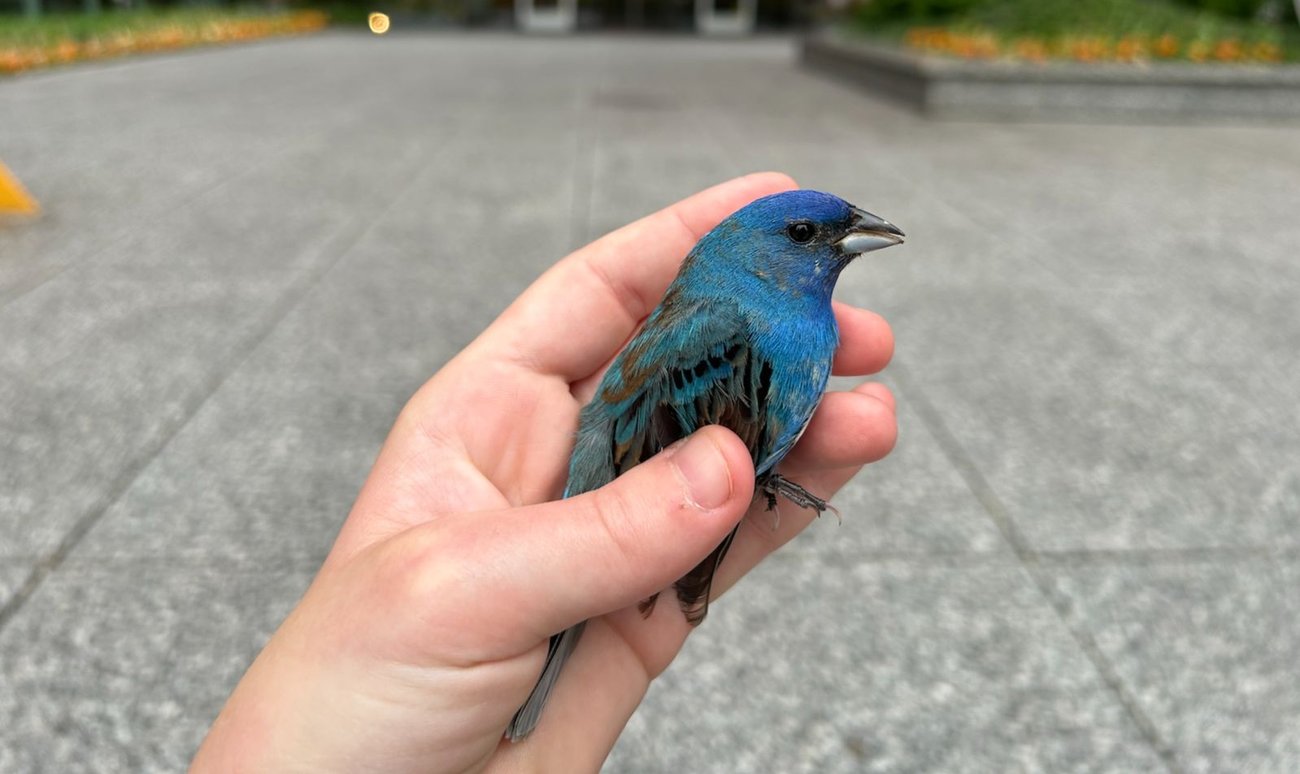 An indigo bunting (Blair Paddock / WTTW News) 