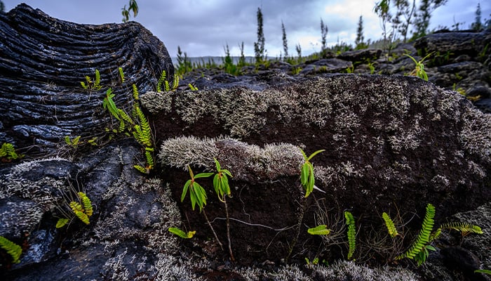 À la découverte des tunnels de lave sur l'île de la Réunion