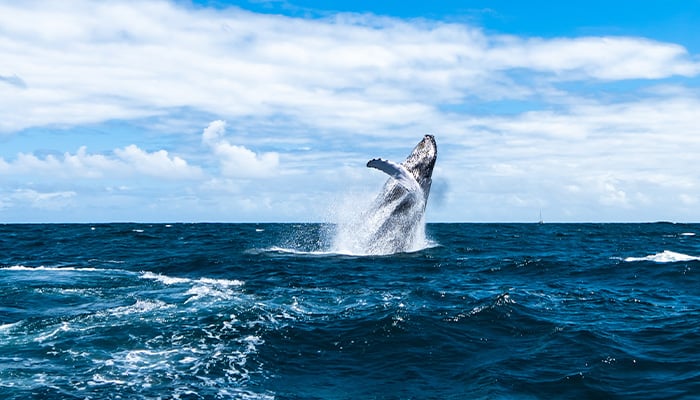 Quels animaux observer en République Dominicaine ?
