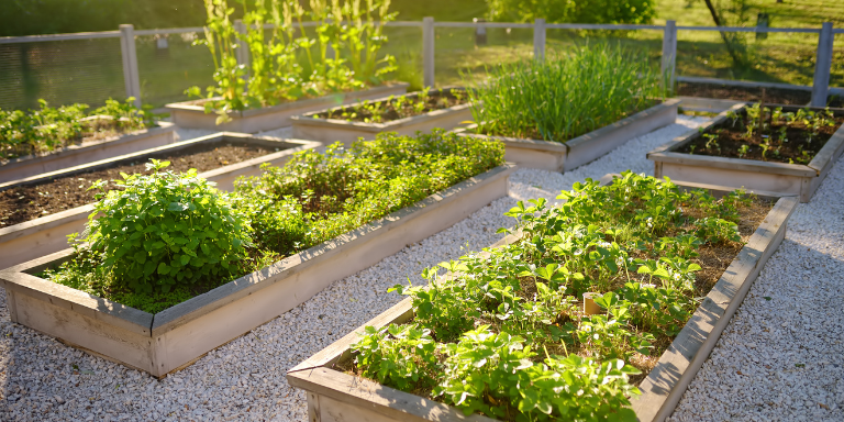 Water efficient edible garden Water efficient edible garden