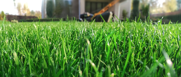 green grass blades