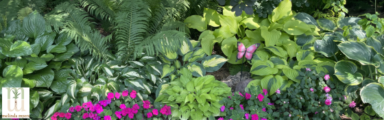 shade garden of plants