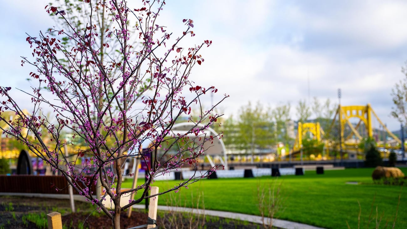 A small tree with pink blossoms stands in a green park, with a yellow bridge and modern pavilion visible in the background under a partly cloudy sky.