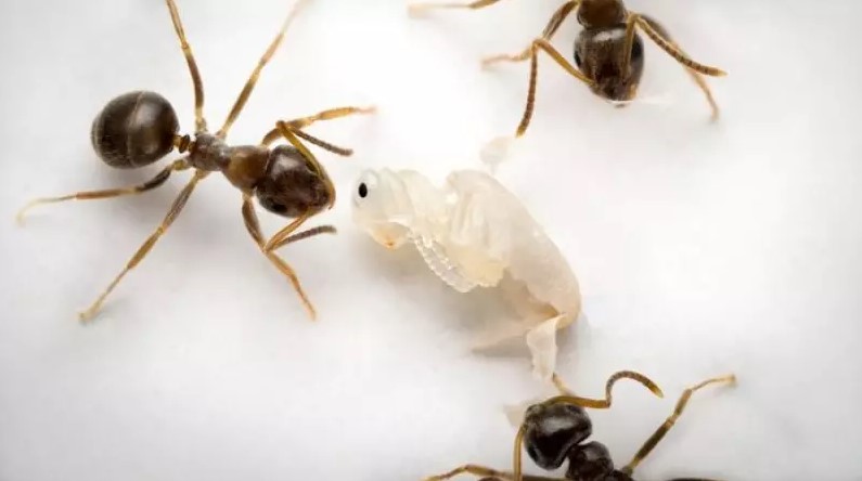 Ants removing risky ant