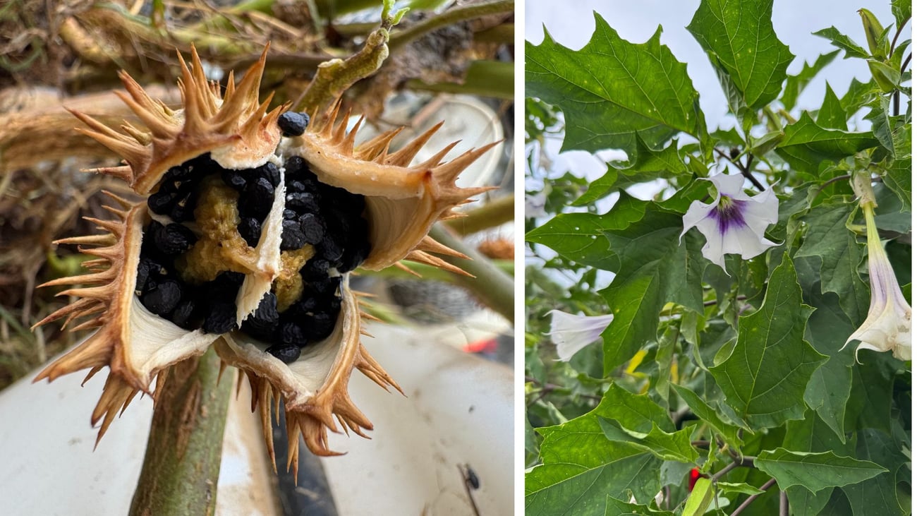 Photo of Jimsonweed seed and plant with a flower Photo of Jimsonweed seed and plant with a flower